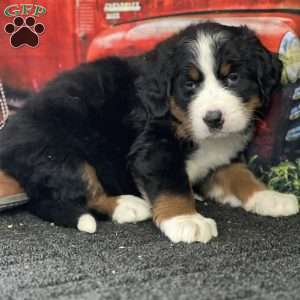 Trina, Bernese Mountain Dog Puppy